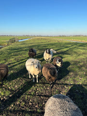 Voetenwol - Antidruk-wol 60 gram - 100% natuurlijke wol - Wandel wol voor voeten